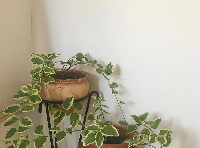 Eva's House * 스키아토스 타운